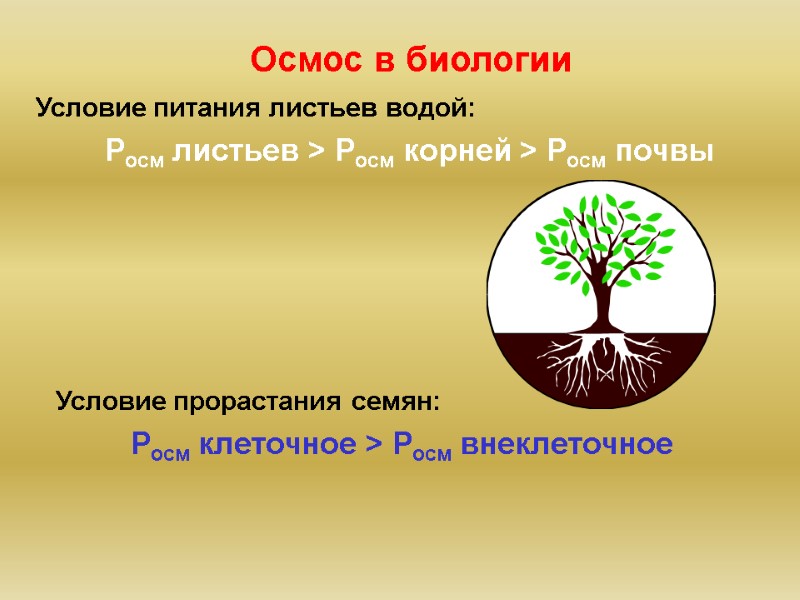 Осмос в биологии Росм листьев > Росм корней > Росм почвы Условие питания листьев